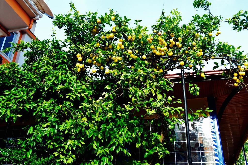Magic Tulip Hotel Oludeniz Bagian luar foto